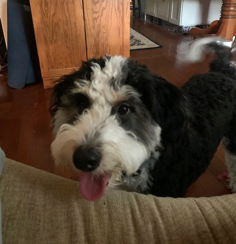 Bernie Medium Bernese Mountain Dog / Poodle (Miniature) (medium coat) Male