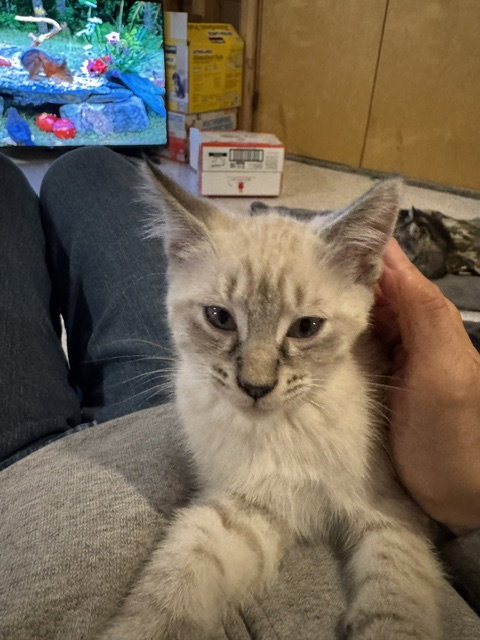 Hail  Domestic Short Hair (short coat) Female