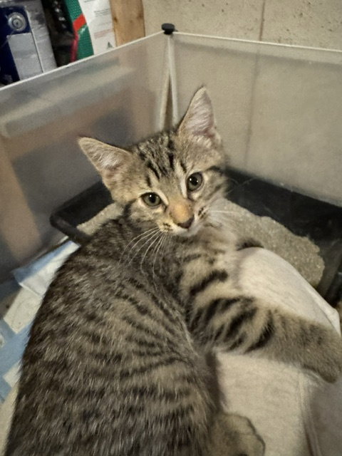 Sky  Domestic Short Hair (short coat) Female