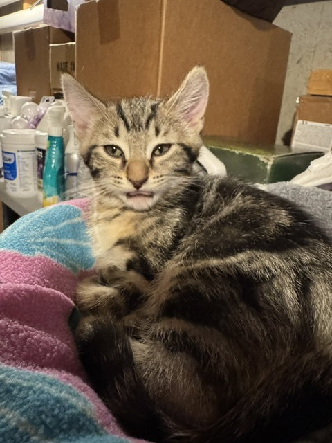 Storm  Domestic Short Hair (short coat) Male