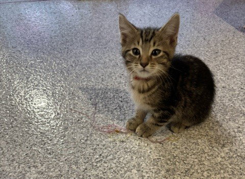 Thunder  Domestic Short Hair (short coat) Male