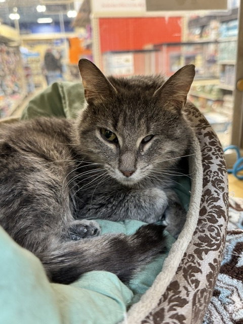 Josie  Domestic Short Hair (short coat) Female
