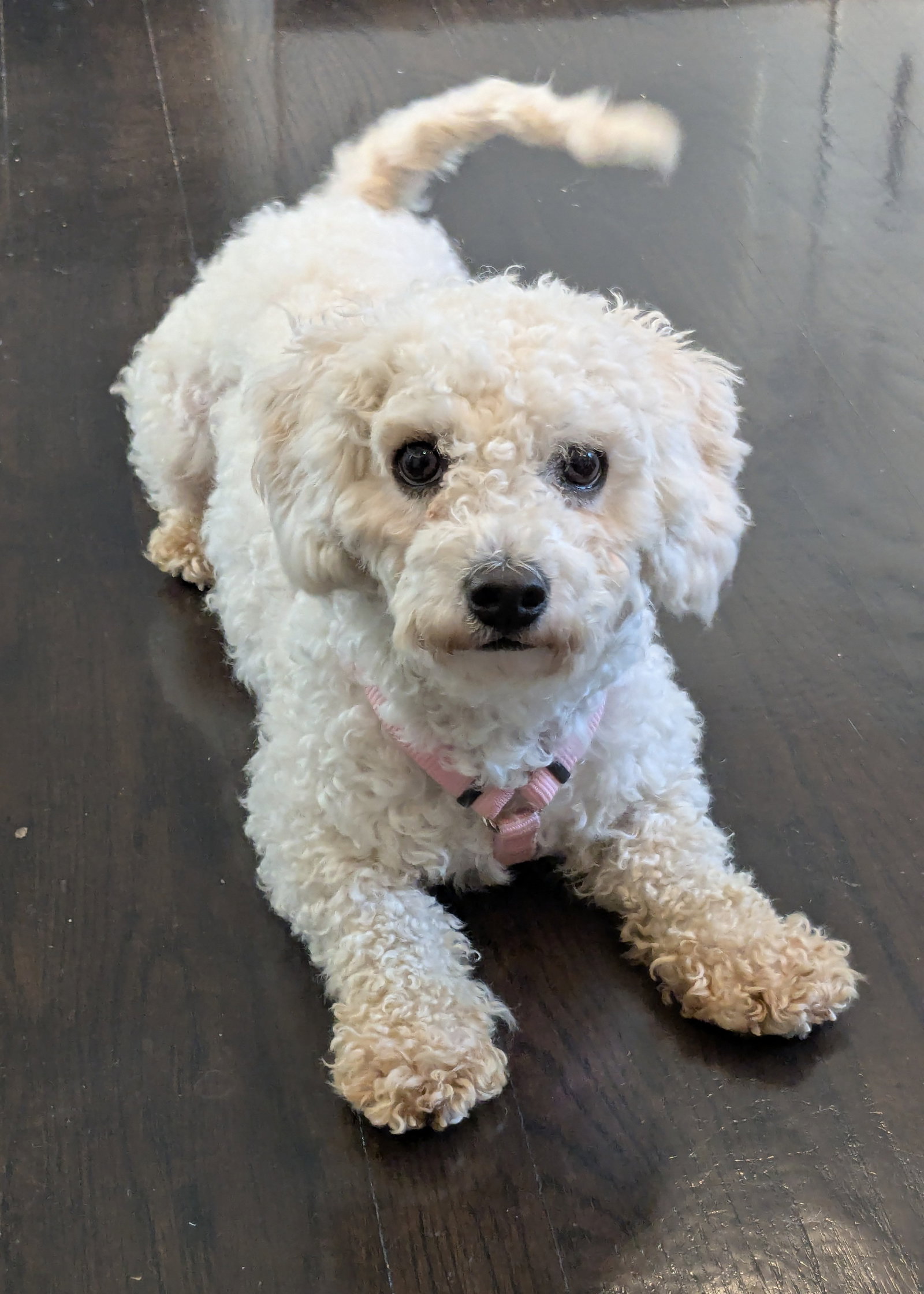 Bella Small Poodle (Miniature) (medium coat) Female