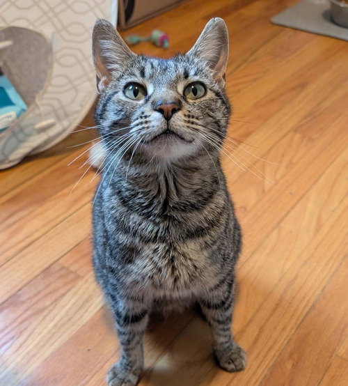 Tigress, Adult Domestic Short Hair (short coat), cat for adoption in Calumet City, Illinois