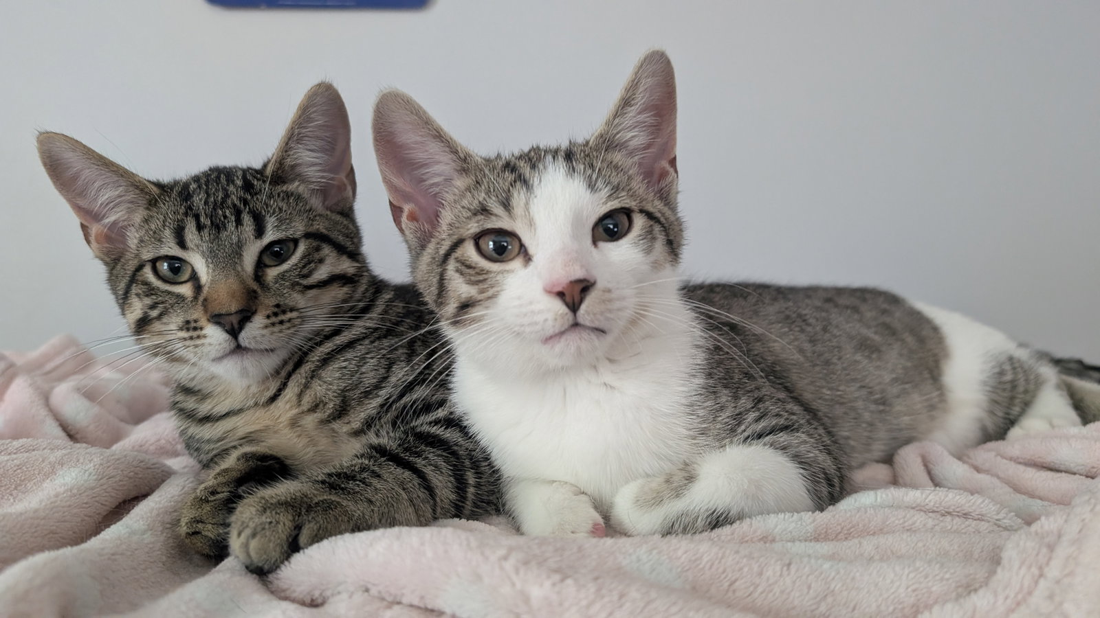 Eeny & Miney (*bonded pair)  Domestic Short Hair (short coat) Male