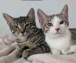 Eeny & Miney (*bonded pair)  Domestic Short Hair (short coat) Male