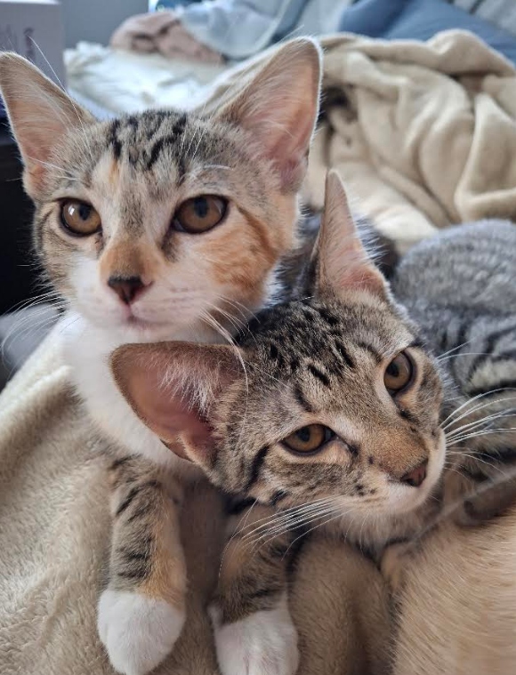 Taylor and Titus (bonded pair)  Domestic Short Hair (long coat) Female