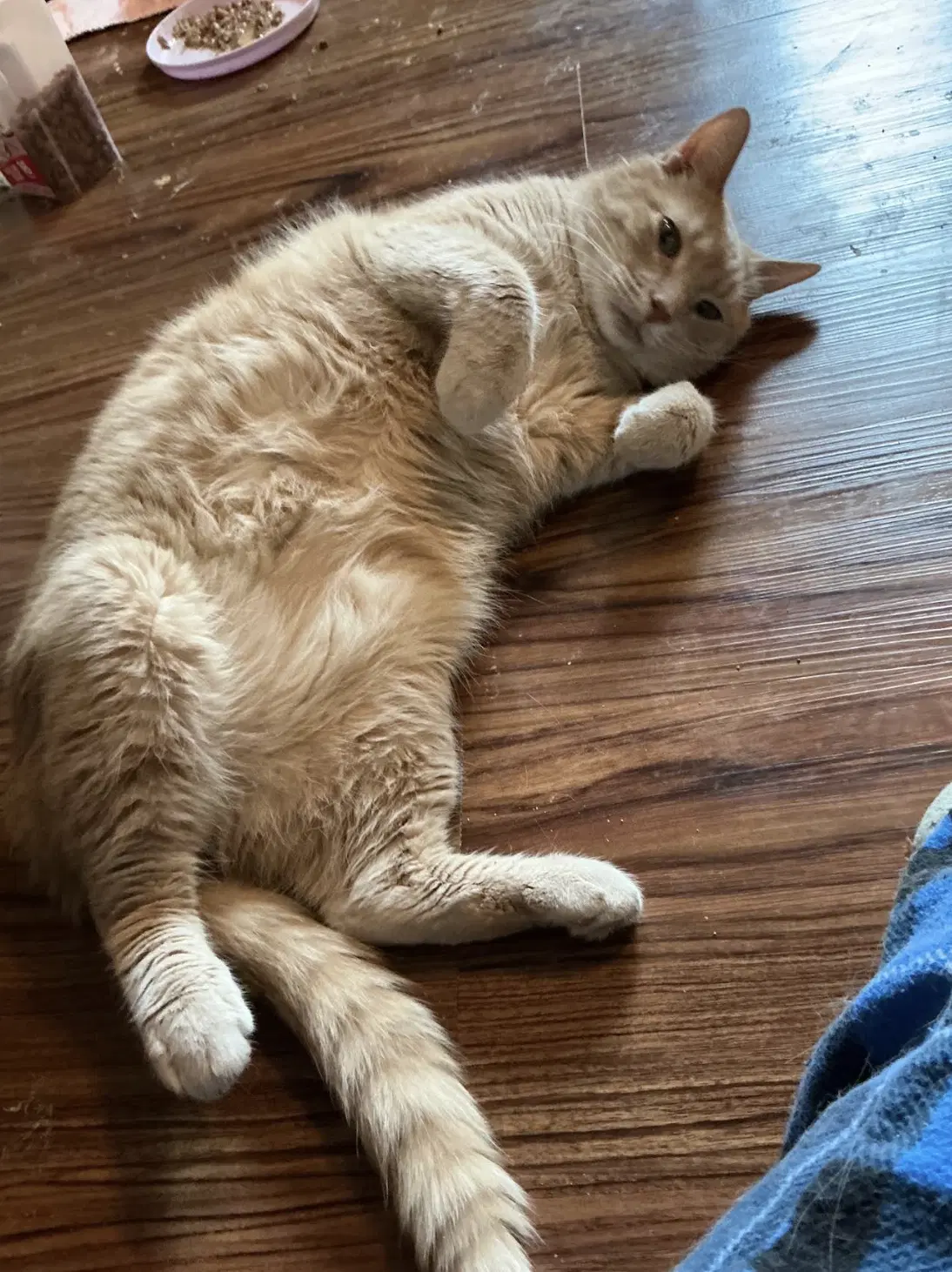Peanut image 2