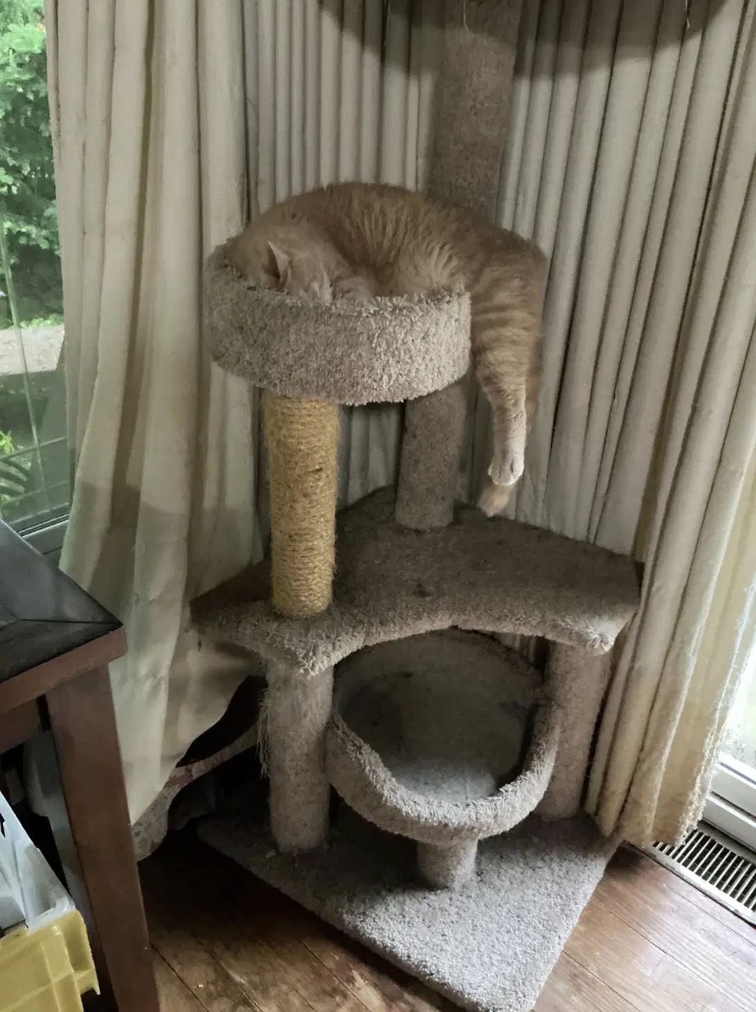 Peanut image 3