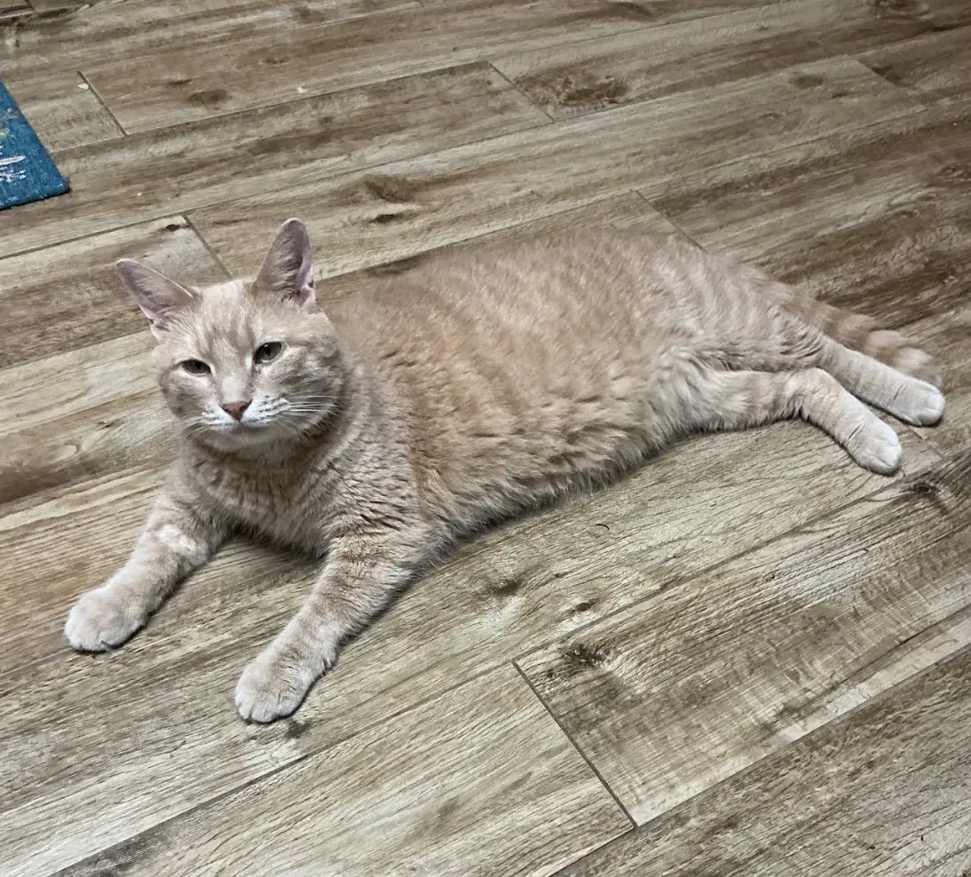 Peanut image 4