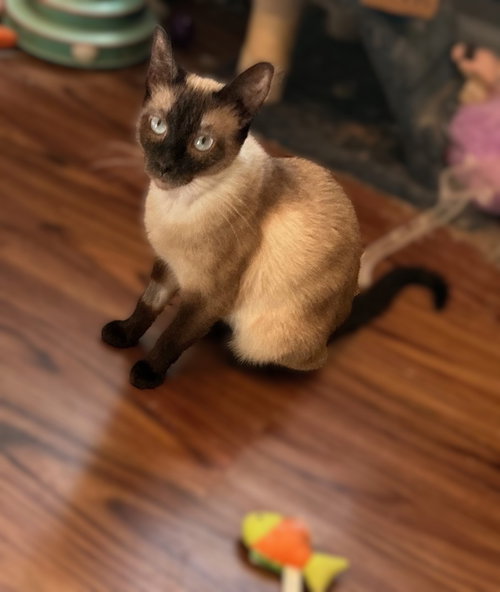 Jolene, Adult Domestic Short Hair / Siamese / Mixed (short coat), cat for adoption in Cicero, Illinois