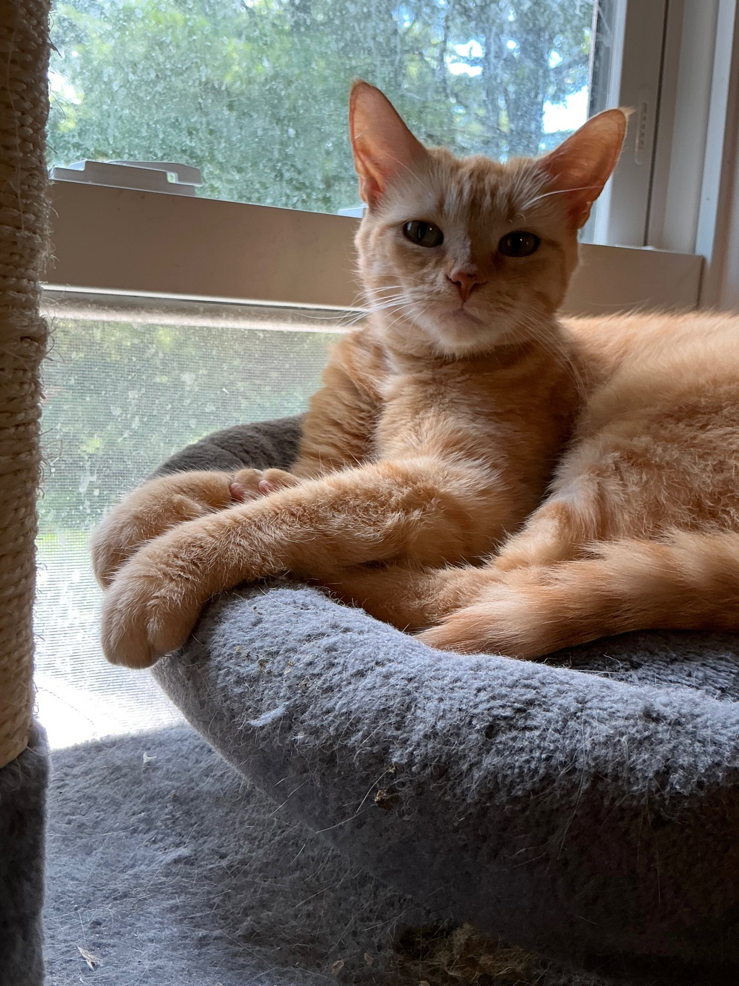 Sunny  Domestic Short Hair (short coat) Female