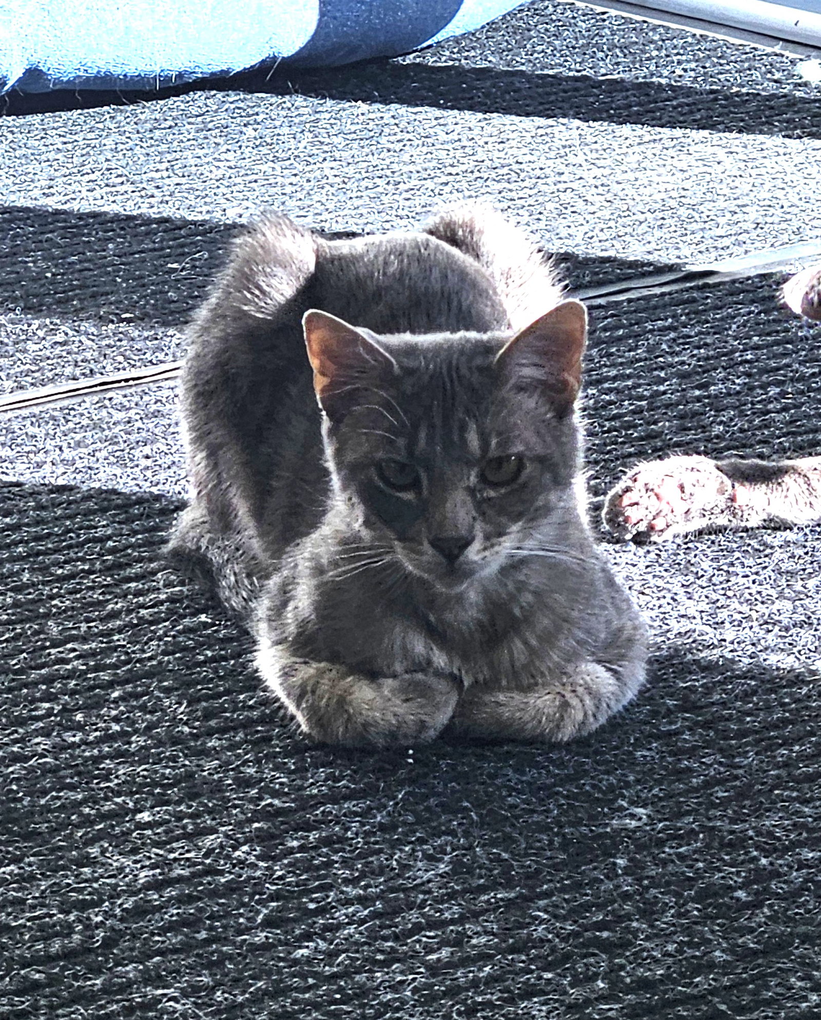 Murdock  Domestic Short Hair (short coat) Male