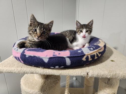 Cupcake And Cheesecake ***Bonded Pair*** photo 2