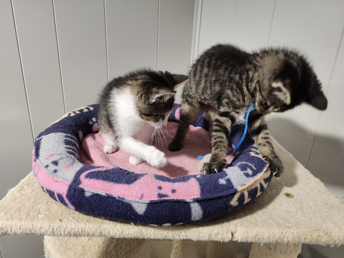 Cupcake And Cheesecake ***Bonded Pair*** photo 3