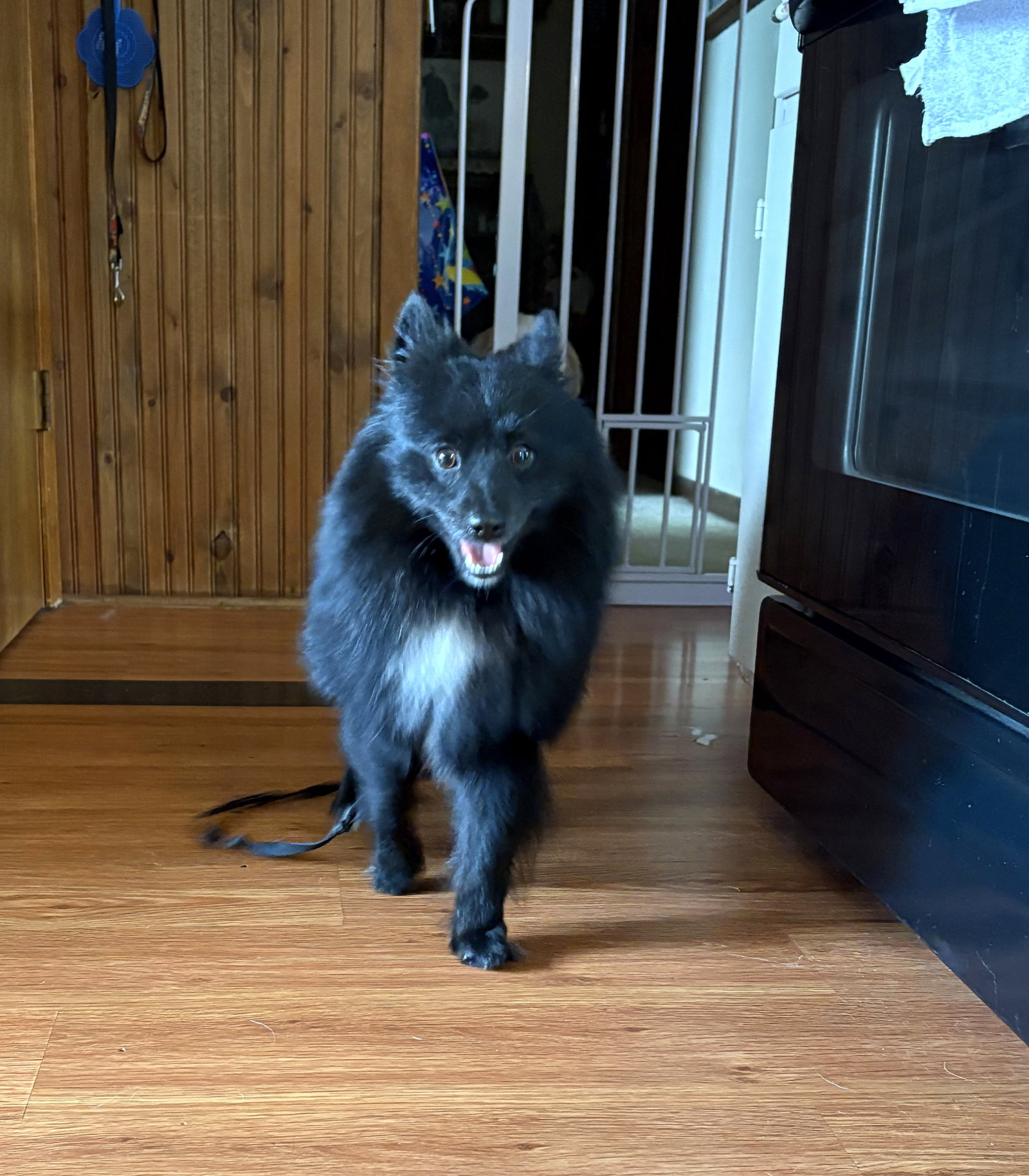 Yoshi Small Pomeranian (long coat) Male