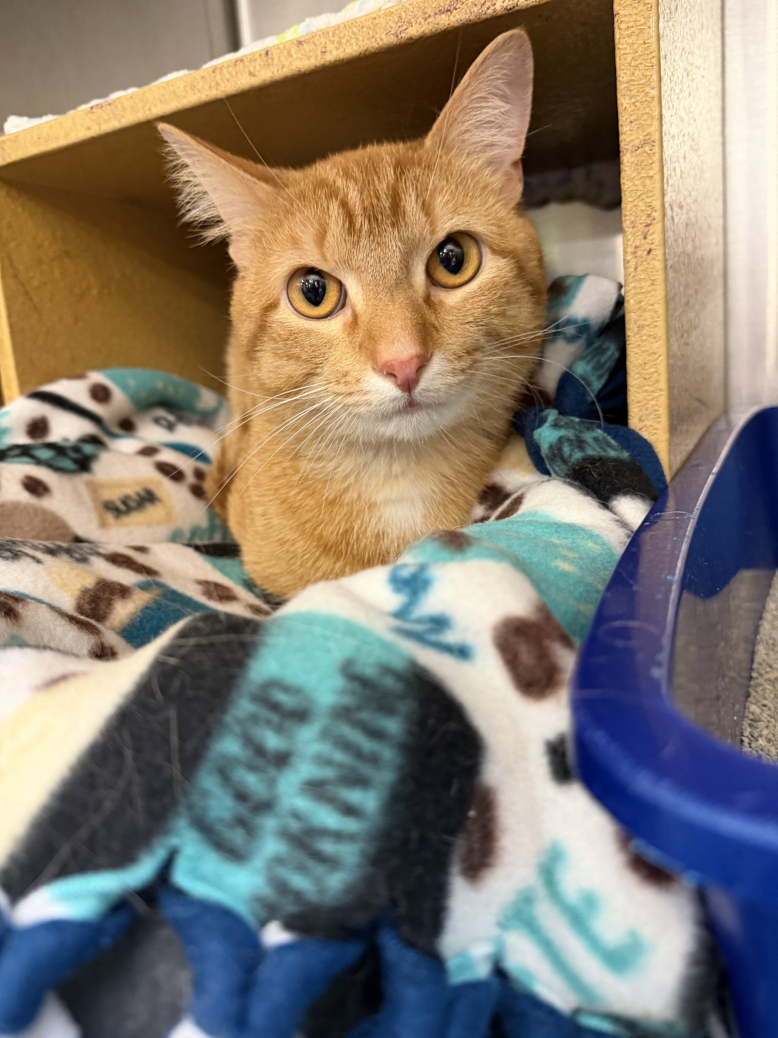 Sun  Domestic Short Hair (short coat) Male