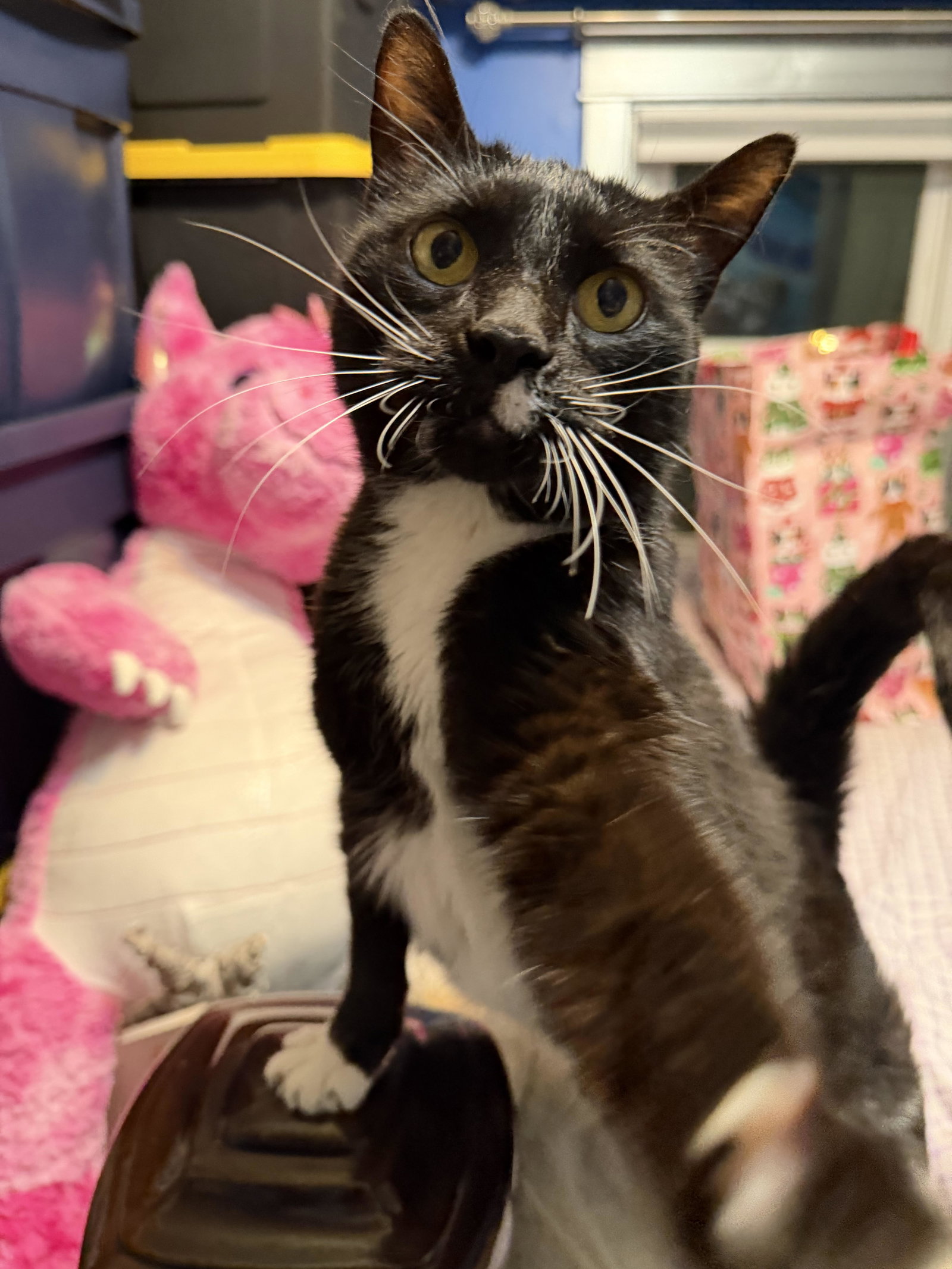Ascahire  Domestic Short Hair (short coat) Male