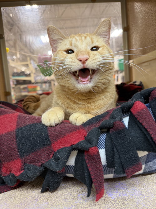 Nana, Adult Domestic Short Hair (short coat), cat for adoption in Des Plaines, Illinois