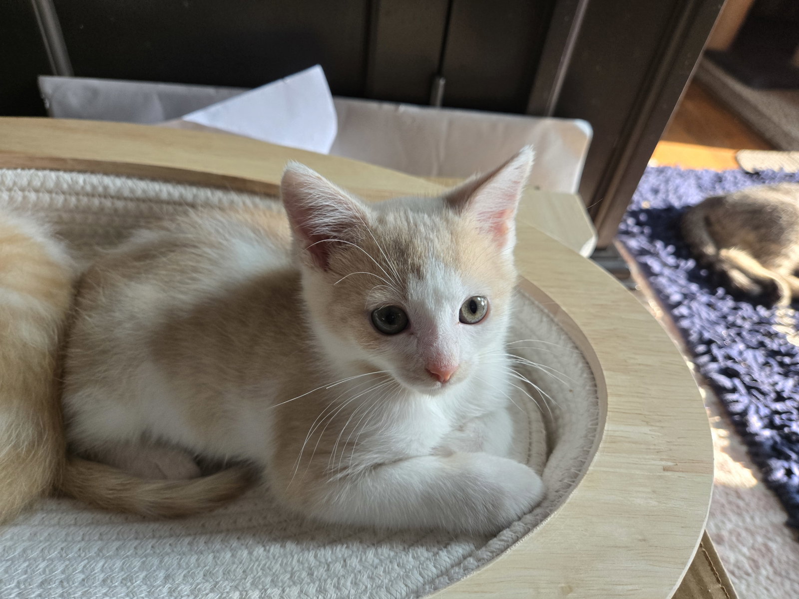 Sundial  Domestic Short Hair (short coat) Female