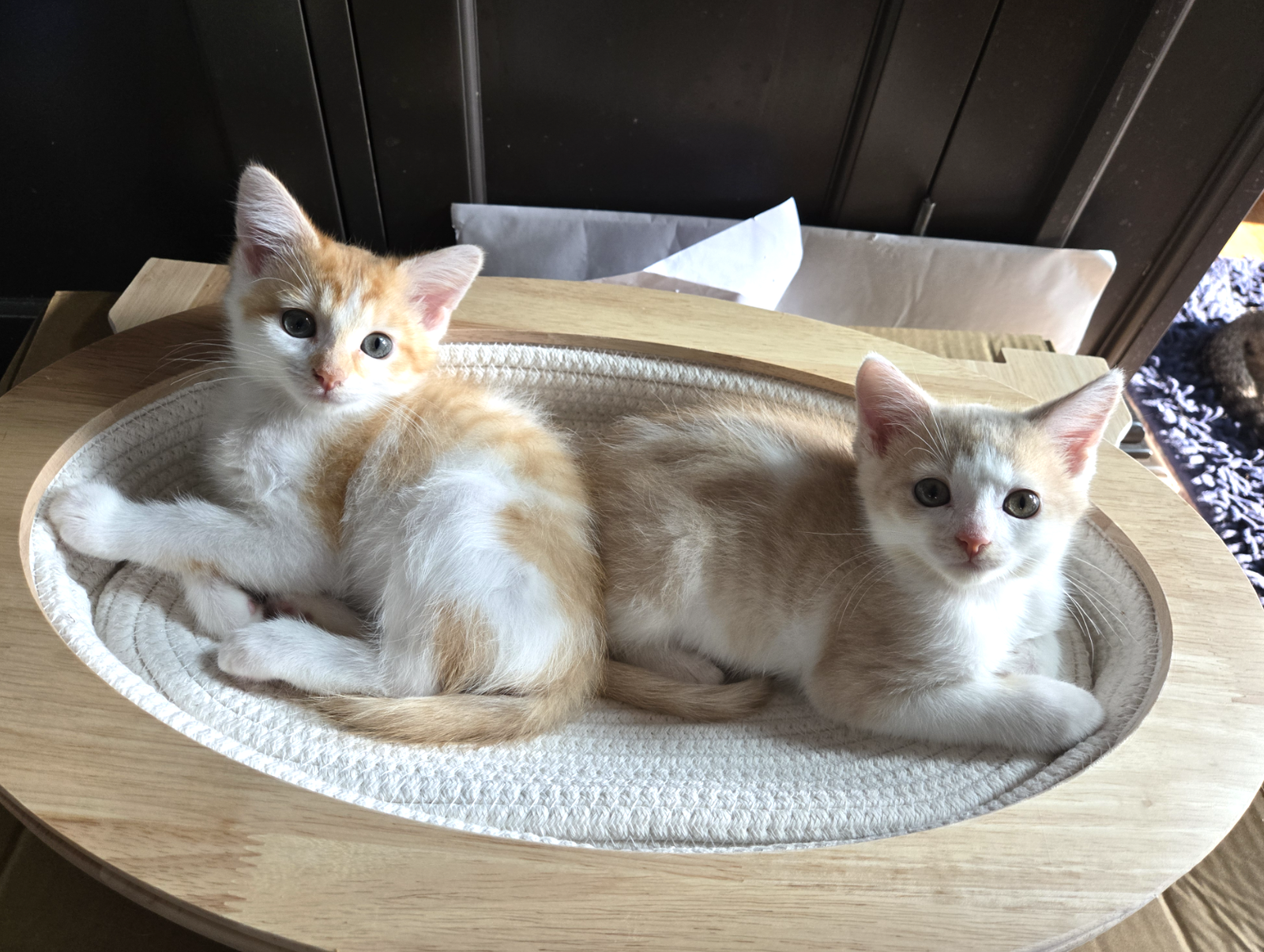 Sundial and Sunburn ***Bonded Pair***  Domestic Short Hair (short coat) Female