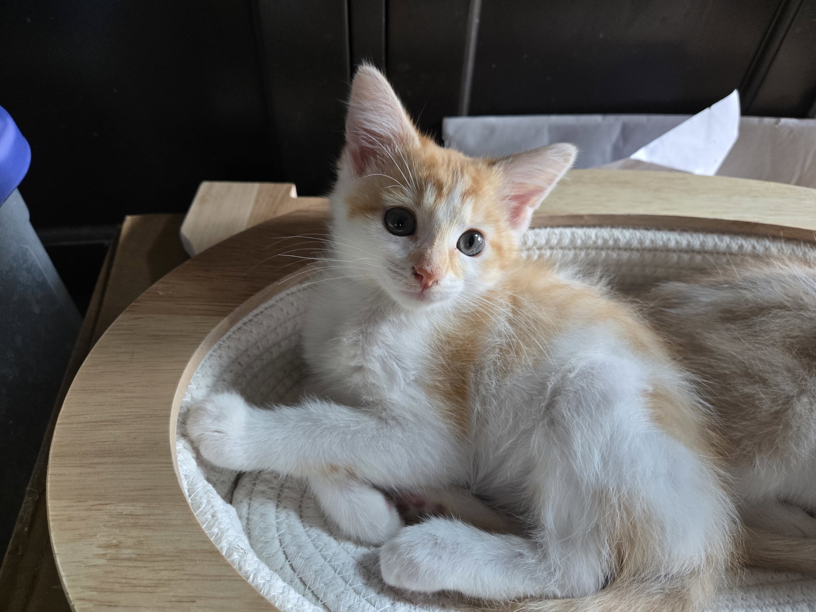 Sunburn  Domestic Short Hair (short coat) Female