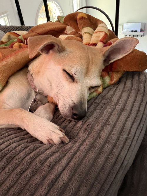 Bella photo 4