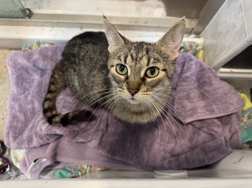 Fairway, an adoptable Domestic Short Hair in Wheaton, IL