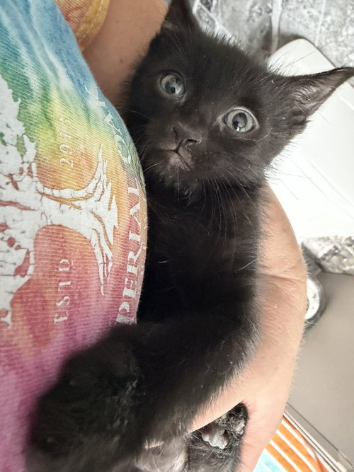 Bunker, Baby Domestic Short Hair (short coat), cat for adoption in Cicero, Illinois