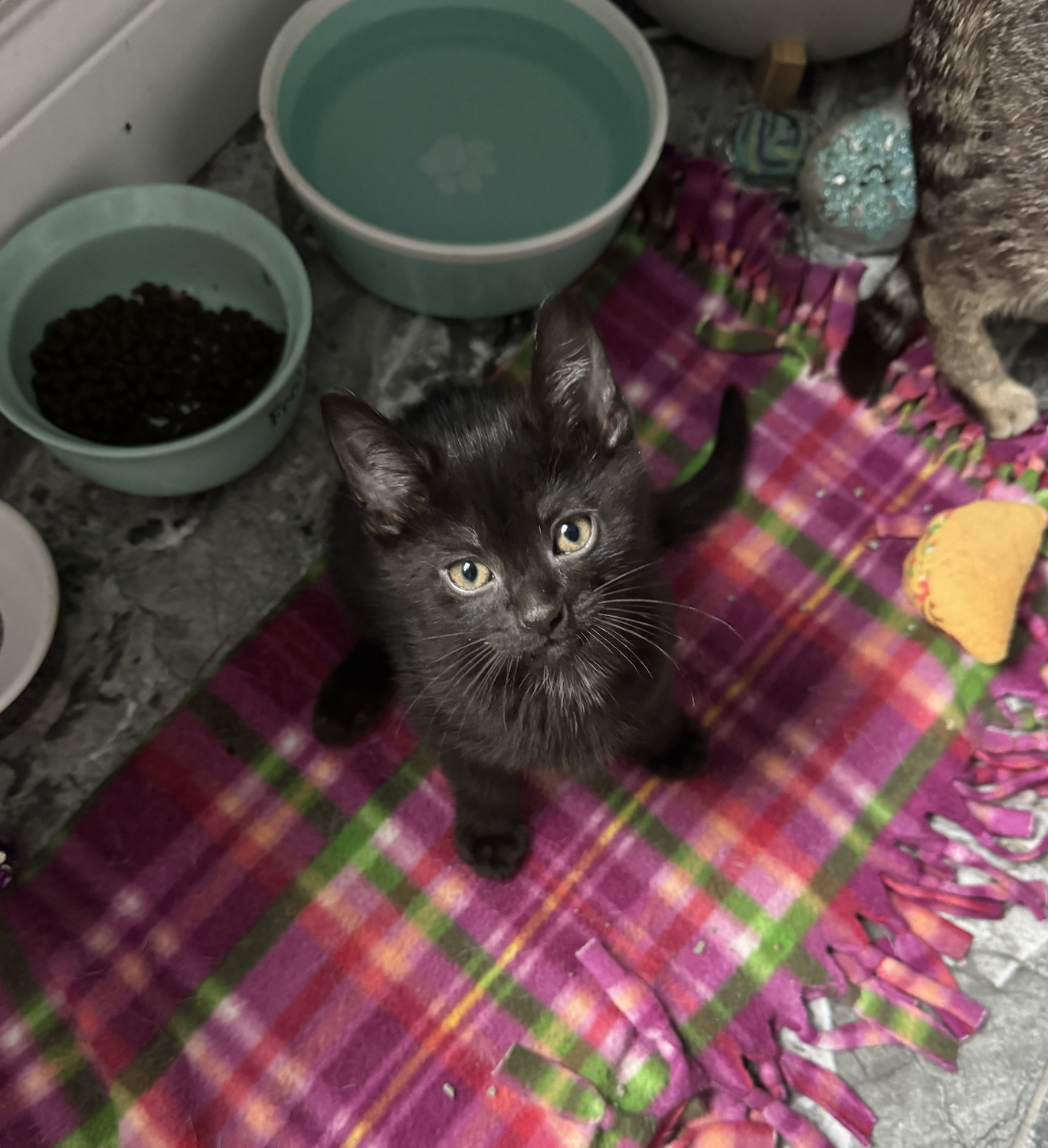 Bunker  Domestic Short Hair (short coat) Male