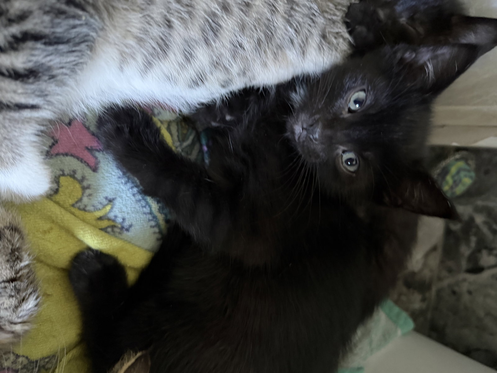 Rough  Domestic Short Hair (short coat) Female