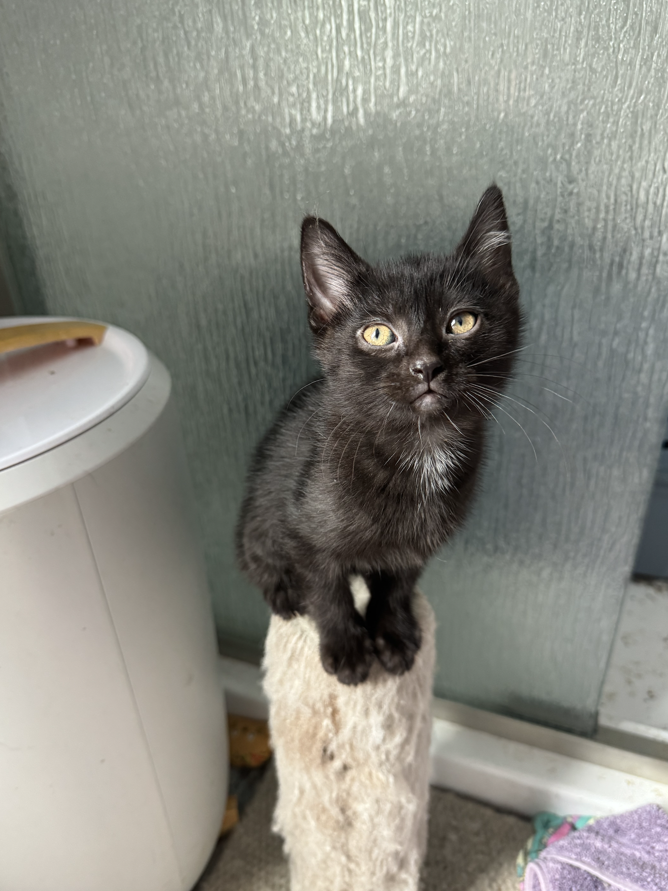 Rough  Domestic Short Hair (short coat) Female