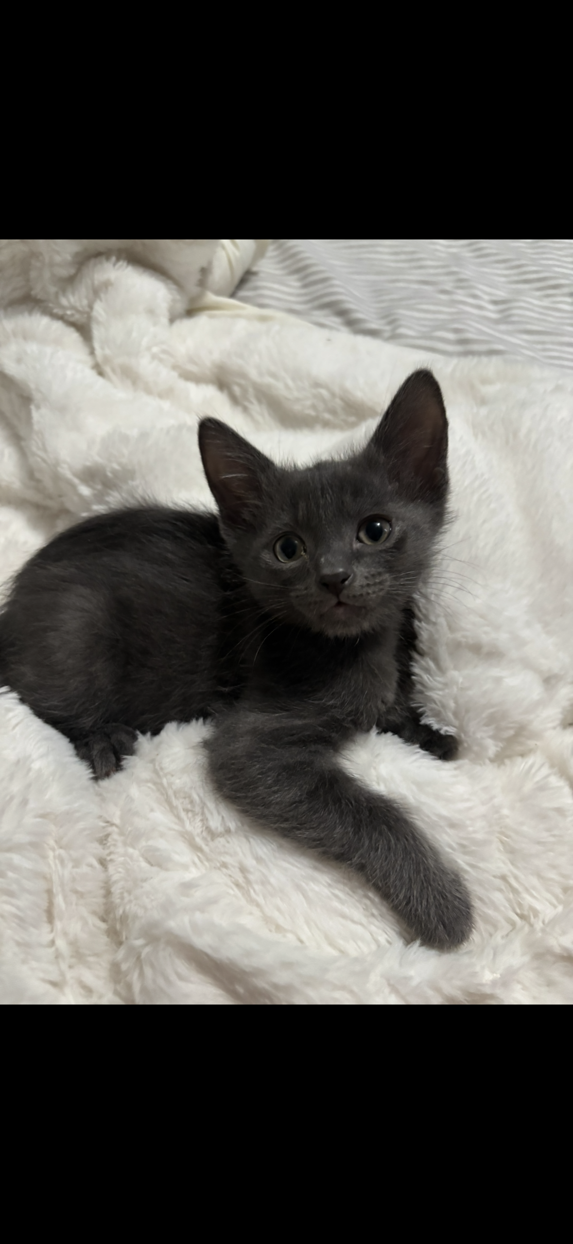 Mars  Domestic Short Hair (short coat) Male