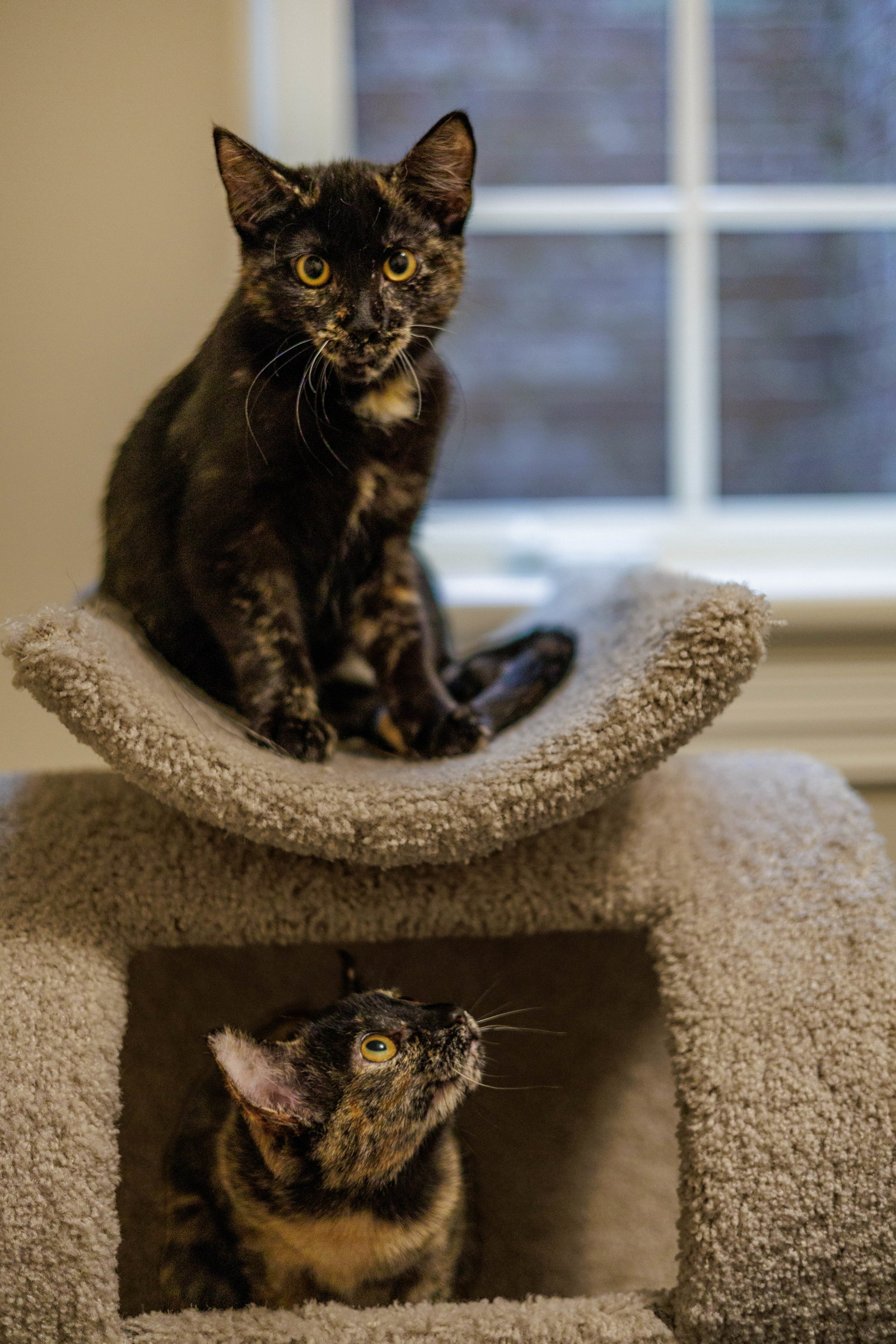 Hazel & Reese (bonded pair)  Domestic Short Hair (short coat) Female