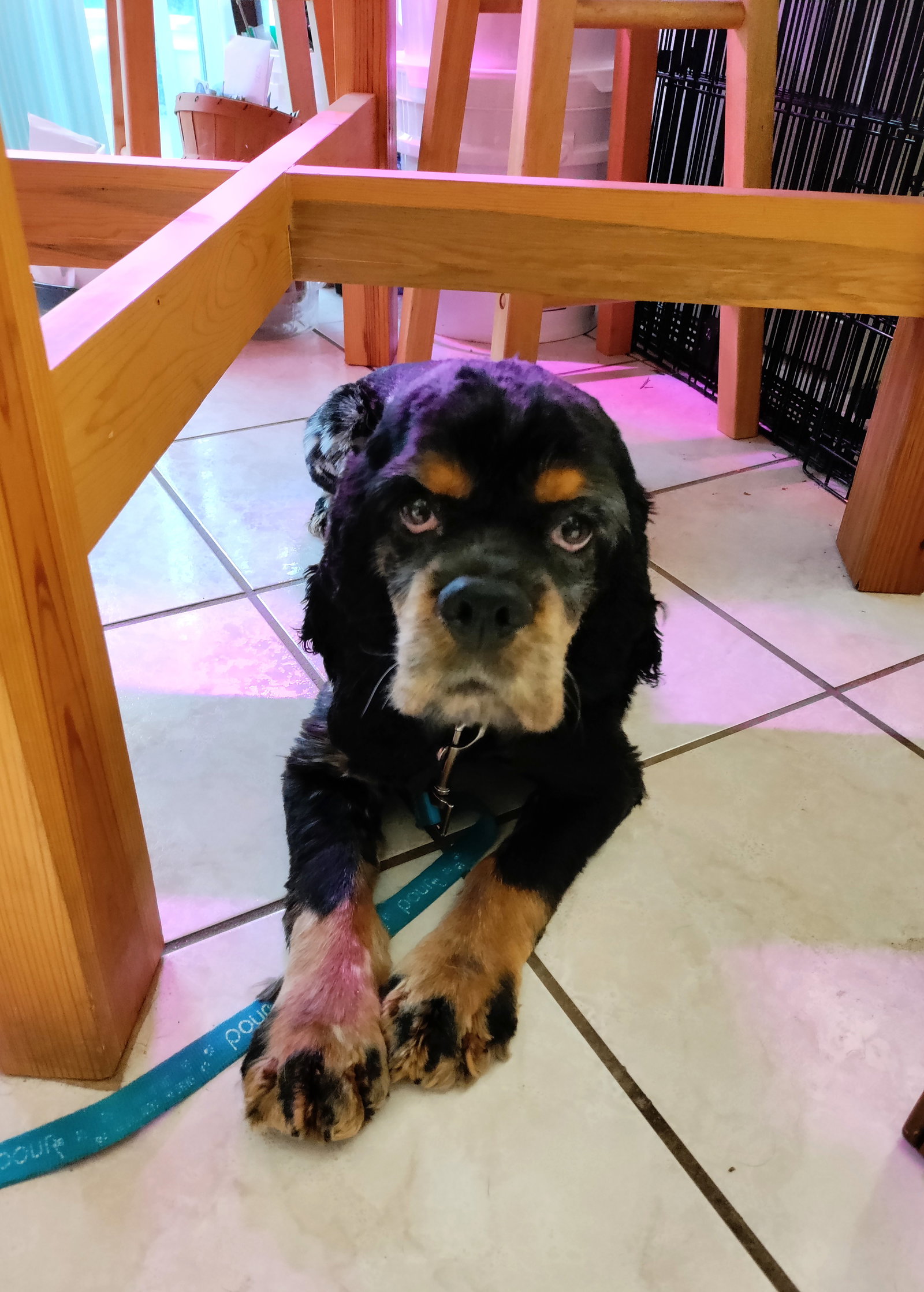 Ralphie Medium Cocker Spaniel (medium coat) Male
