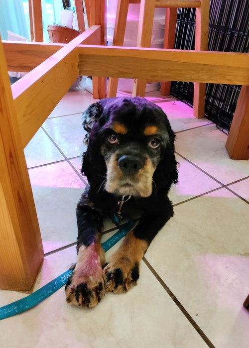 Ralphie