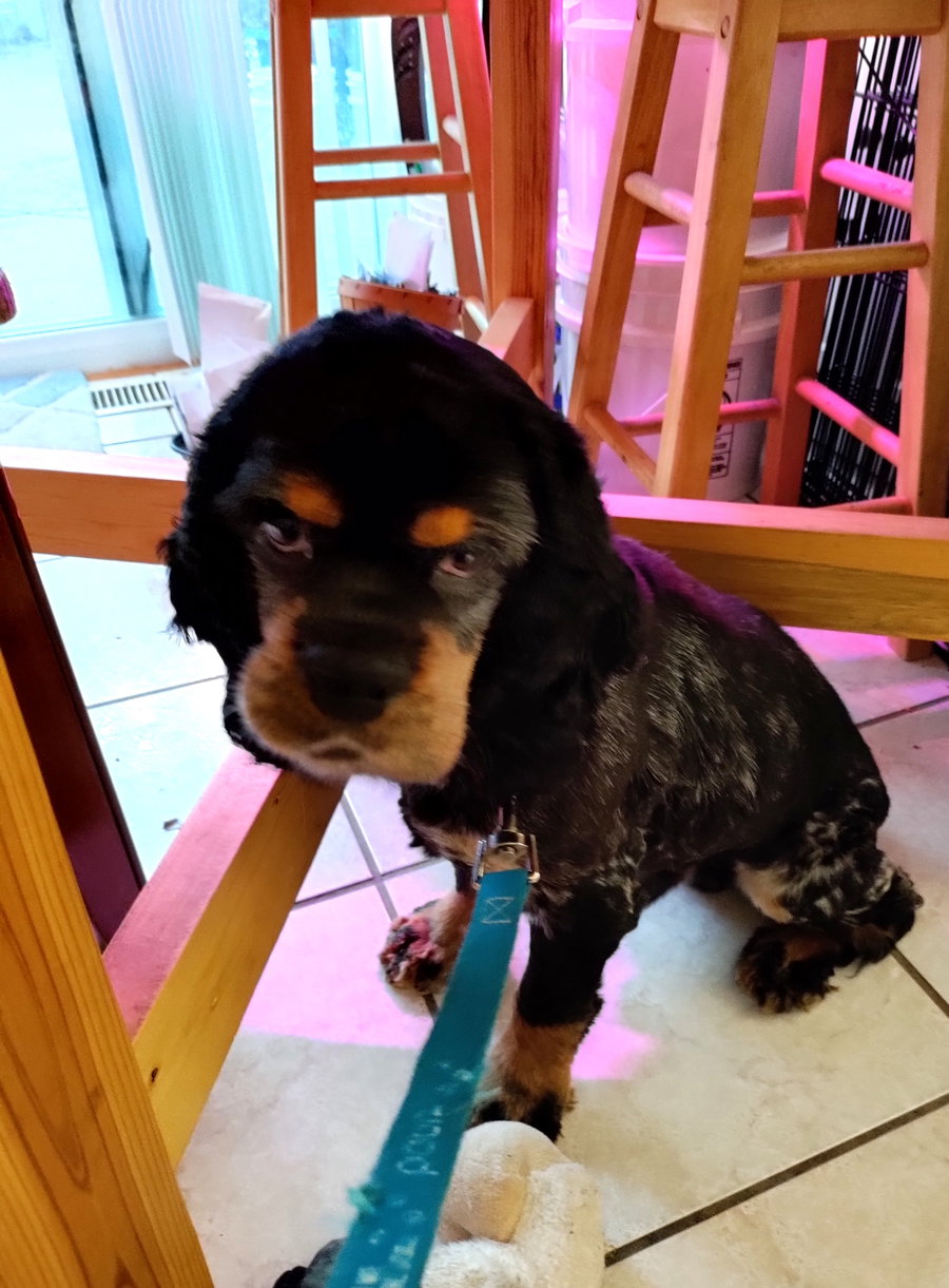 Ralphie