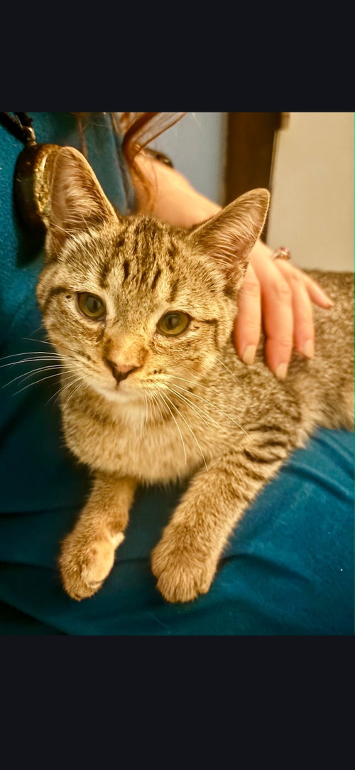 Honey, Baby Domestic Short Hair (short coat), cat for adoption in Cicero, Illinois