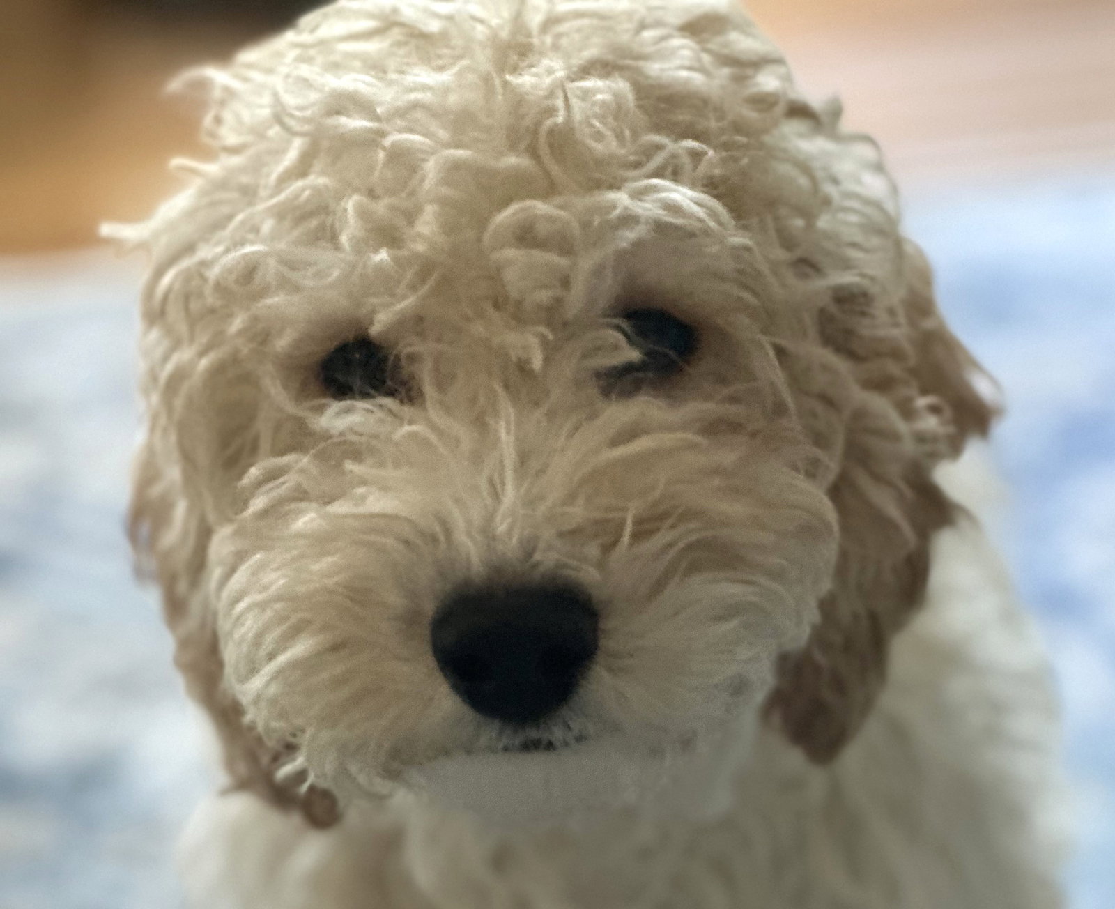 Otis Small Cockapoo (long coat) Male