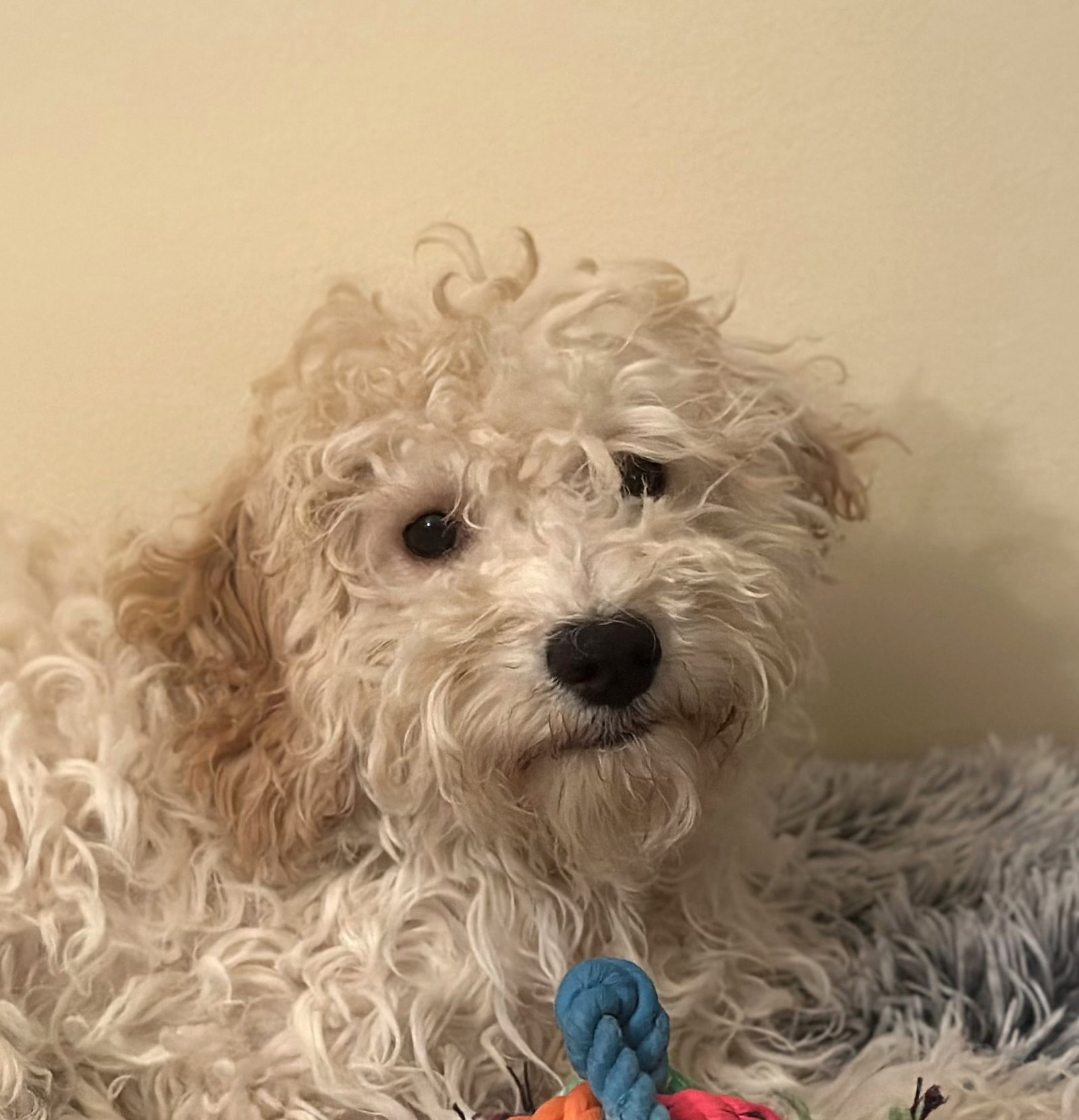 Opal Small Cockapoo (long coat) Female