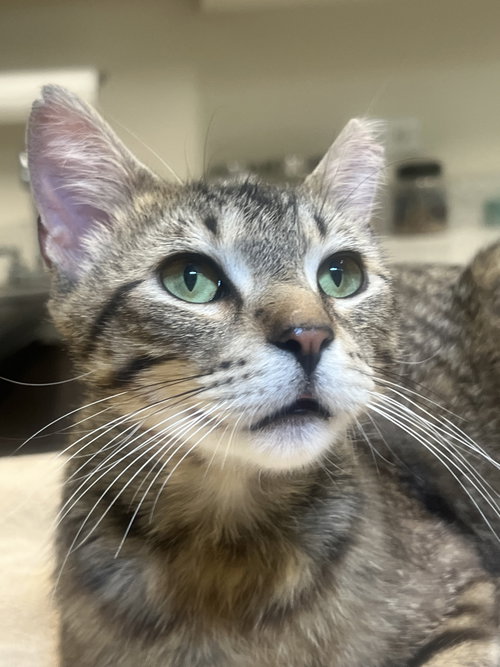 Levi, Young Domestic Short Hair (short coat), cat for adoption in Joliet, Illinois