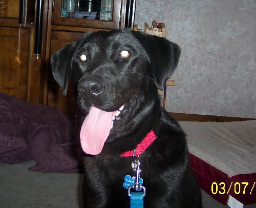 Hank