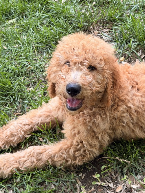 Dune, an adoptable Golden Retriever in Wheaton, IL