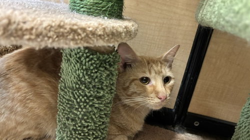 Tiggie