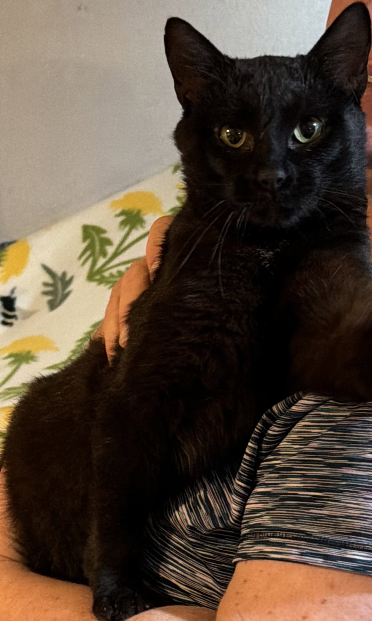 Night  Domestic Short Hair (short coat) Male
