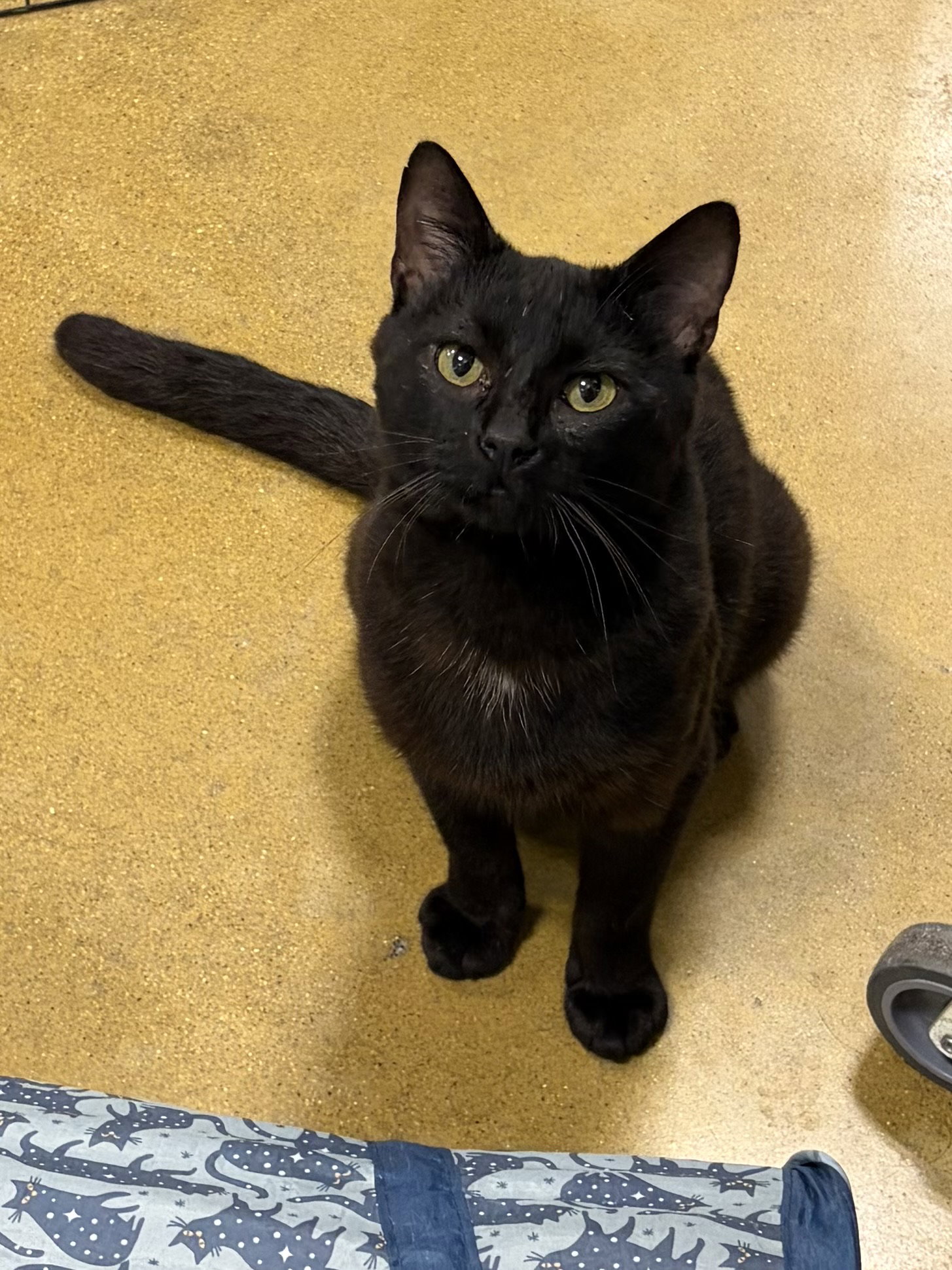 Night  Domestic Short Hair (short coat) Male