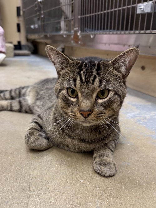Monk, Adult Domestic Short Hair (short coat), cat for adoption in Calumet City, Illinois