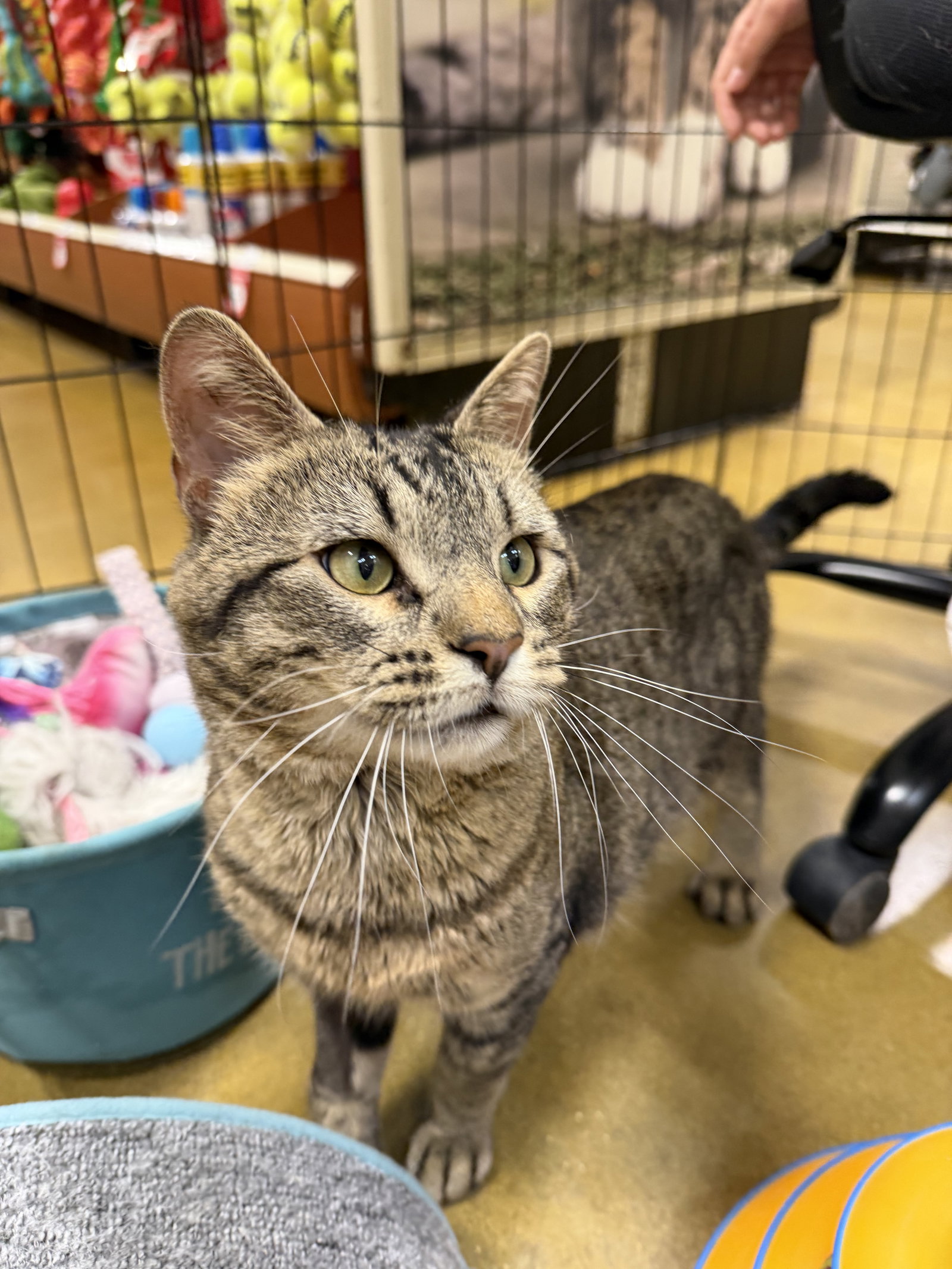 Chehalis  Domestic Short Hair (short coat) Male
