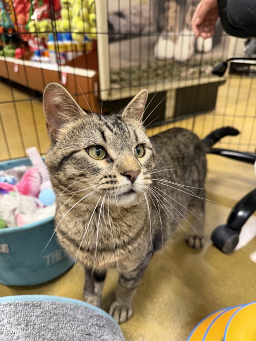 Chehalis, Adult Domestic Short Hair (short coat), cat for adoption in Calumet City, Illinois