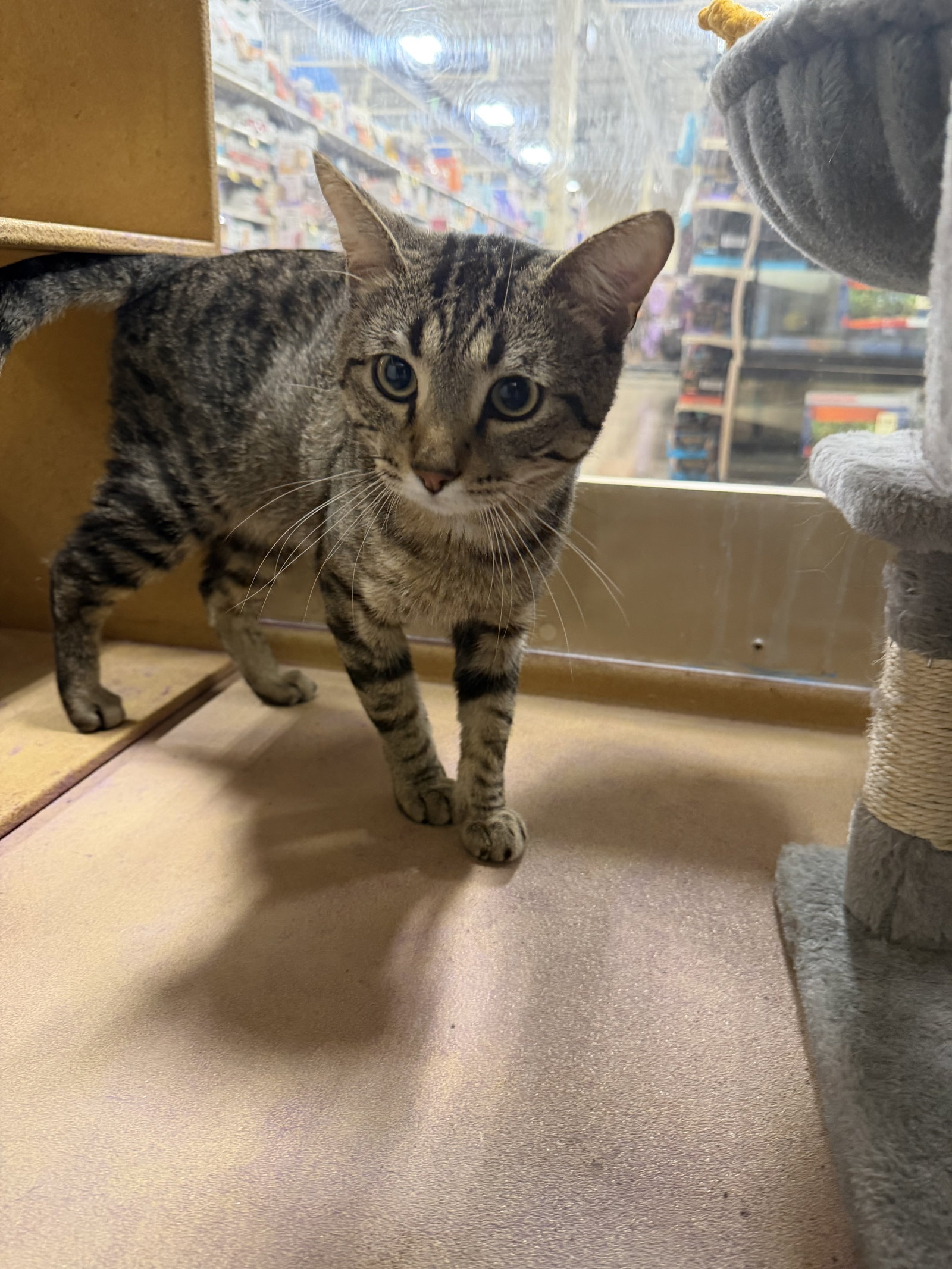 Burgundy  Domestic Short Hair (short coat) Male